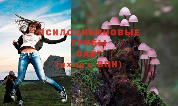 сатива Армянск